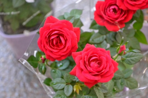 DSC_0017 (640x427)