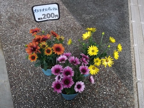 DSCF6945 (640x480)