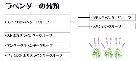 ラベンダーの分類