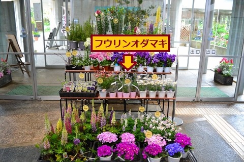 ★フウリンオダマキ全体 (小)