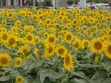�Ҥޤ��2