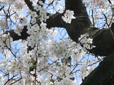 桜1