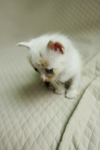 kitten-9