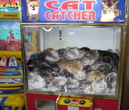f-Cat-Catcher-5890