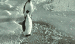 penguin6