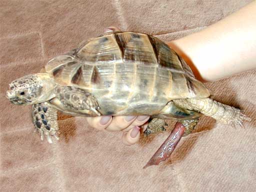 turtle_penis3a