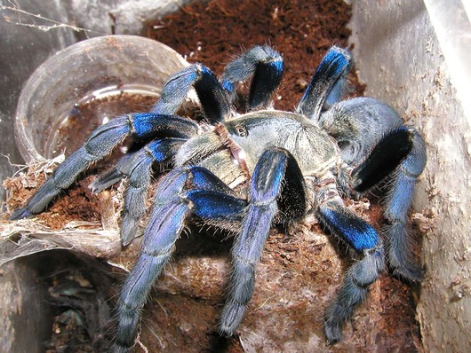 haplopelma_lividum05
