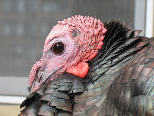 Wild_turkey_closeup