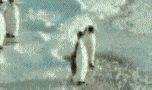 penguin10