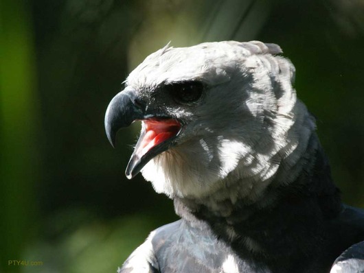 harpy-eagle-1024x768-707578