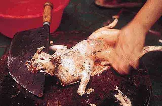 catfood7