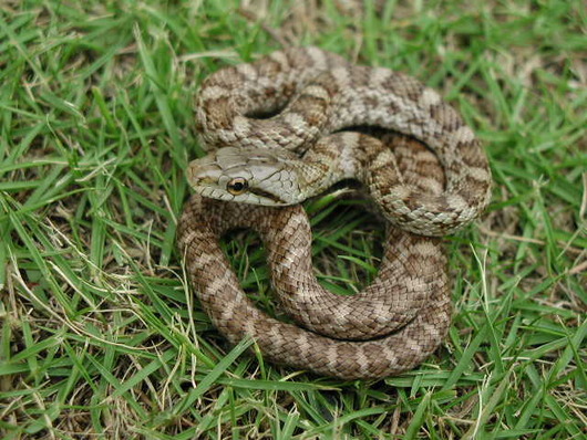 kohebi