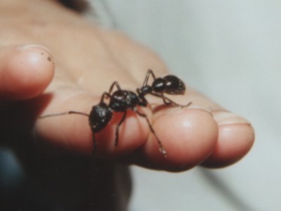 as_paraponera001