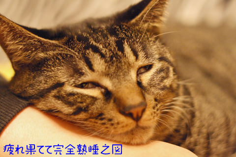2f4dad0488f2282bda6a93a9fb850cb7