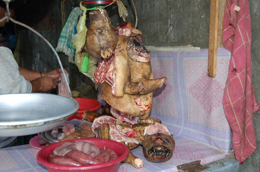 fooddog1
