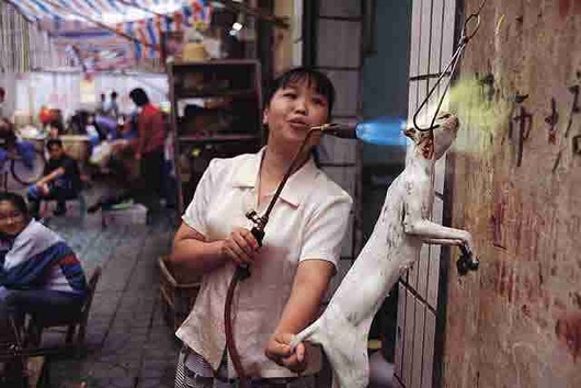catfood11