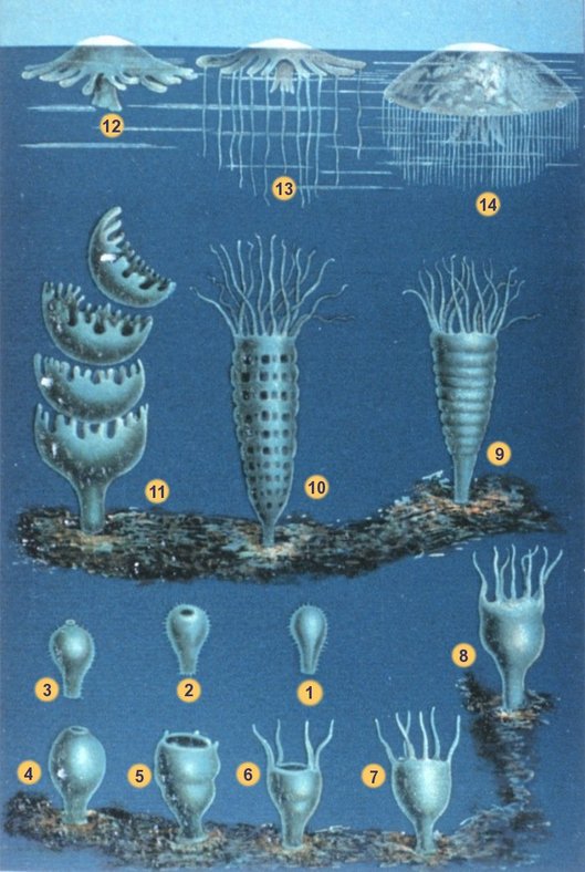 %E3%83%95%E3%82%A1%E3%82%A4%E3%83%AB_Schleiden-meduse-2