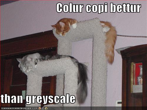 funny-pictures-color-cat-grayscale-cat