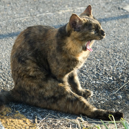 tortoiseshell_cat01