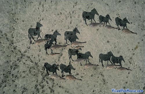 national-geographic-zebra-shadot-illusion