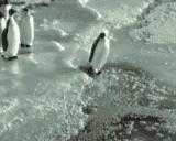 penguin11