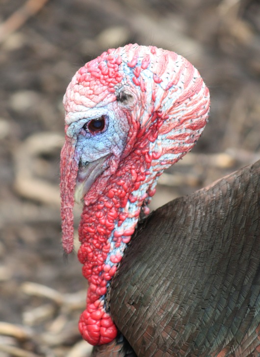 Wild_Turkey_159