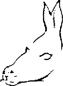 donkey-seal