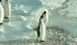 penguin2