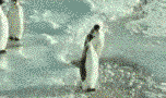 penguin8