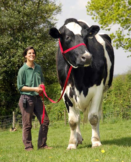 bigcowbns_468x577