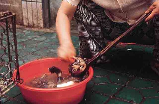 catfood5