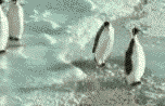 penguin5