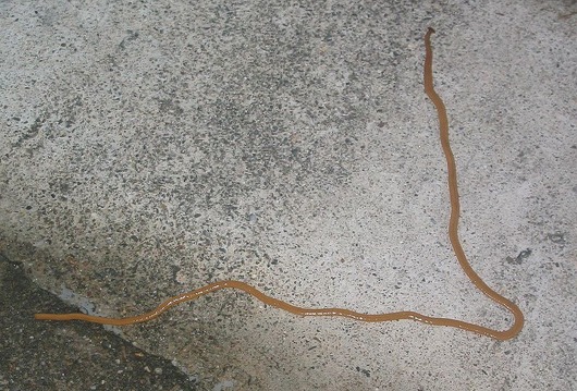 800px-Bipalium_nobile