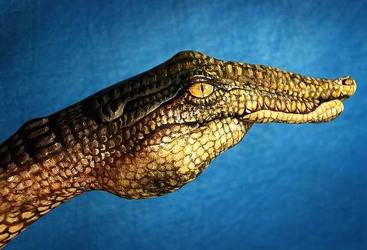 crocodile