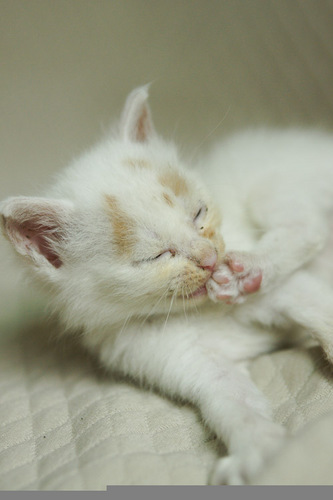kitten-11