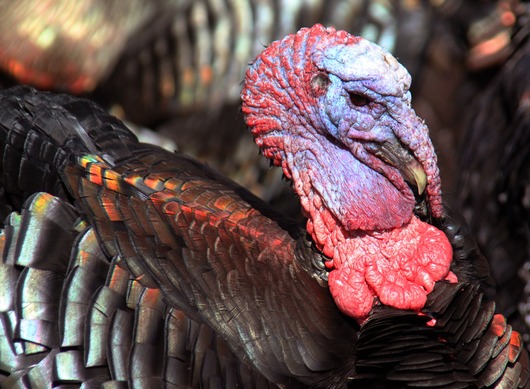 Kalkun_(Meleagris_gallopavo)