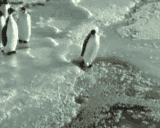 penguin7
