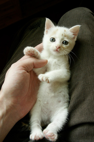kitten-13