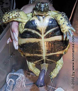 turtle_penis1