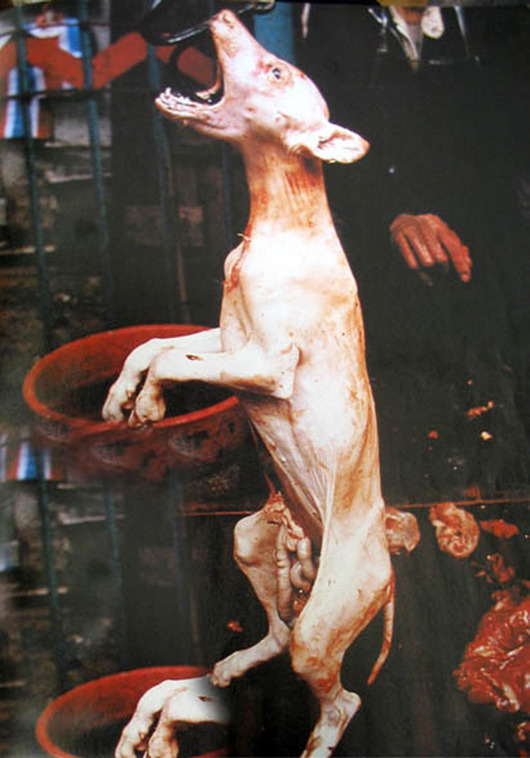 dog
