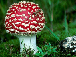 super_mushroom1