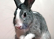 rabbitST240406_175x125
