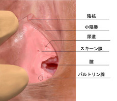 Skenes_gland-%E6%97%A5%E6%9C%AC%E8%AA%9E