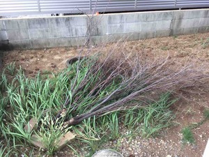 IMG_1349