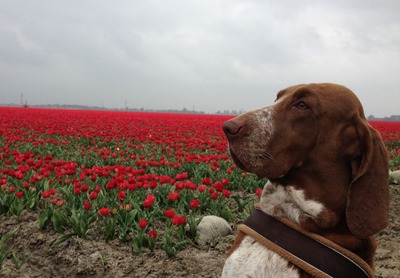 tulpen2015_4