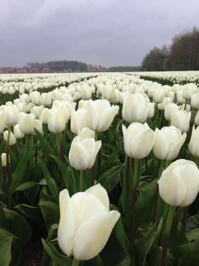 tulpen2015_5