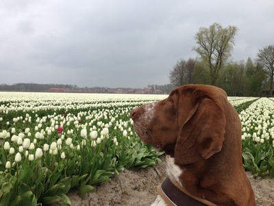 tulpen2015_3