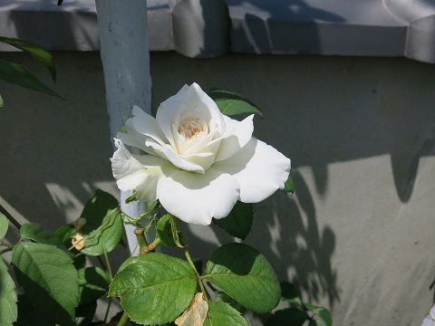 IMG_8995