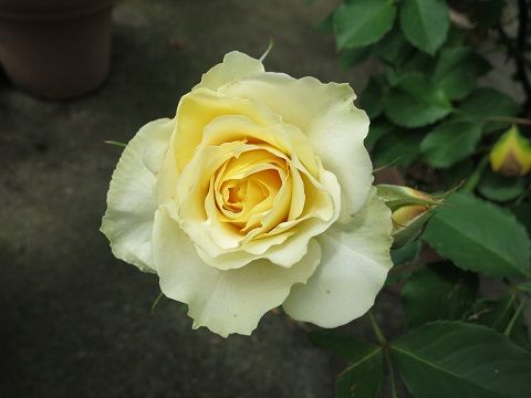 IMG_5074