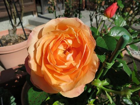 IMG_1705